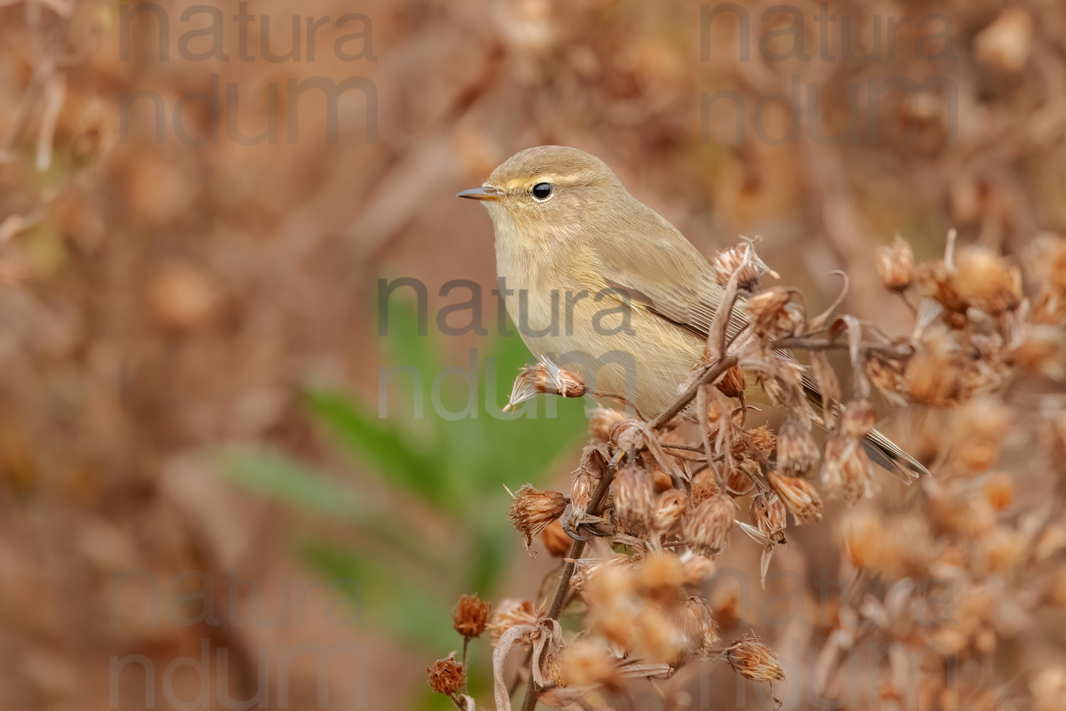 Foto di Luì piccolo (Phylloscopus collybita)