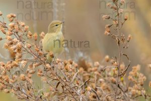 Foto di Luì piccolo (Phylloscopus collybita)