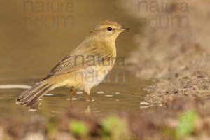 Foto di Luì piccolo (Phylloscopus collybita)