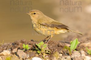 Foto di Luì piccolo (Phylloscopus collybita)