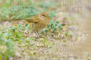 Foto di Luì piccolo (Phylloscopus collybita)