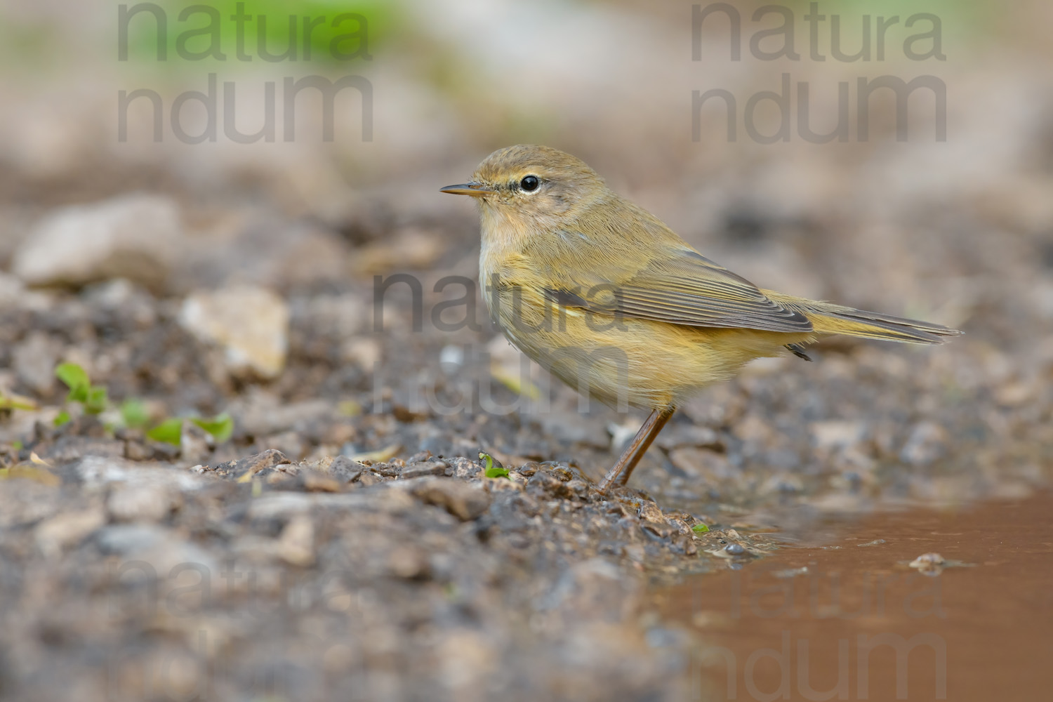 Foto di Luì piccolo (Phylloscopus collybita)