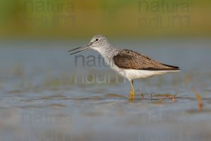 Foto di Pantana (Tringa nebularia)