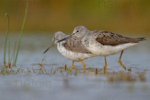 Foto di Pantana (Tringa nebularia)