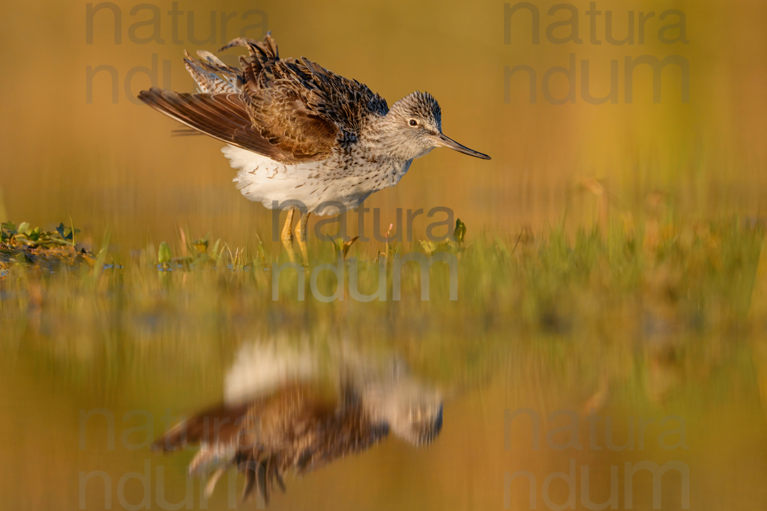 Foto di Pantana (Tringa nebularia)