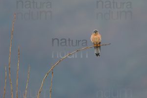 Foto di Gheppio (Falco tinnunculus)