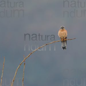 Foto di Gheppio (Falco tinnunculus)