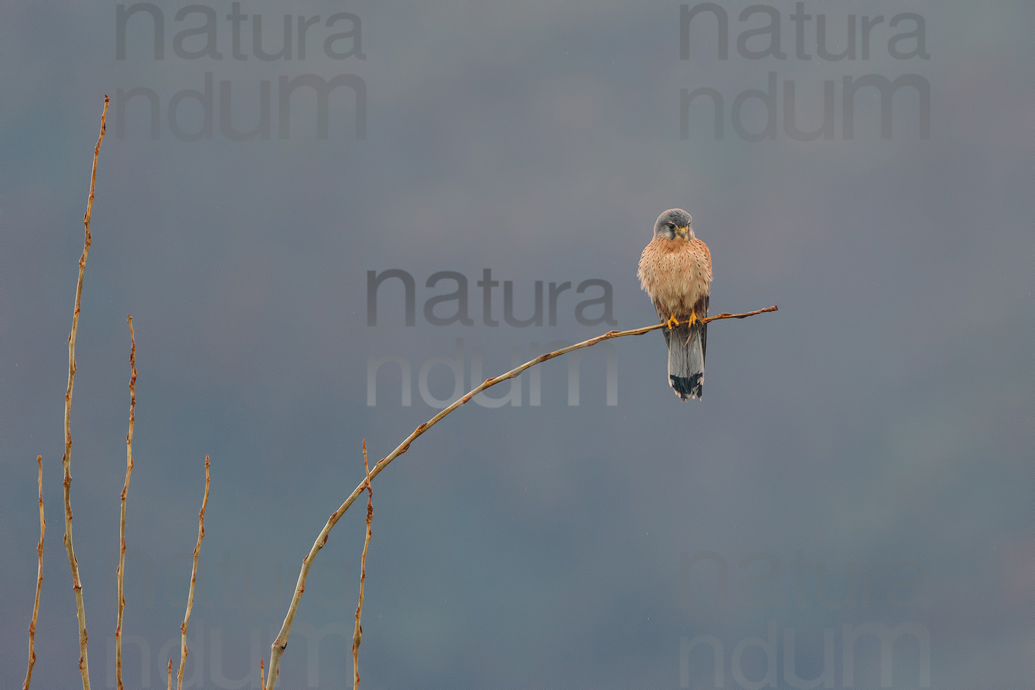 Photos of Common Kestrel (Falco tinnunculus)