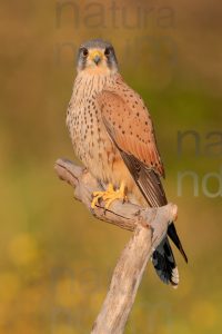 Photos of Common Kestrel (Falco tinnunculus)