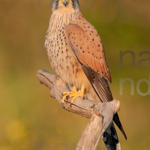 Foto di Gheppio (Falco tinnunculus)