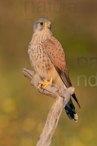 Foto di Gheppio (Falco tinnunculus)