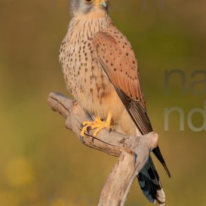 Foto di Gheppio (Falco tinnunculus)