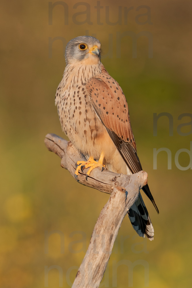 Photos of Common Kestrel (Falco tinnunculus)