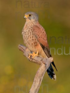 Foto di Gheppio (Falco tinnunculus)