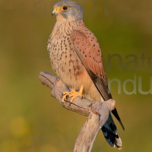 Foto di Gheppio (Falco tinnunculus)