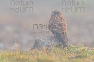 Foto di Gheppio (Falco tinnunculus)