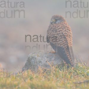 Foto di Gheppio (Falco tinnunculus)