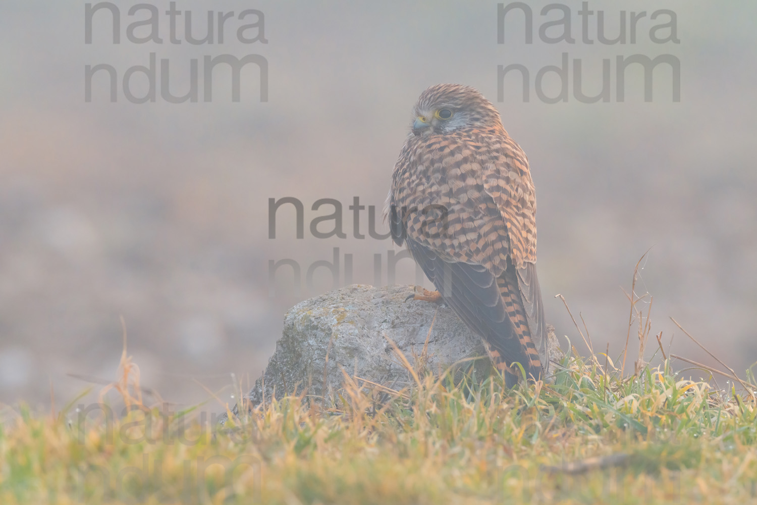 Photos of Common Kestrel (Falco tinnunculus)