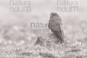 Foto di Gheppio (Falco tinnunculus)