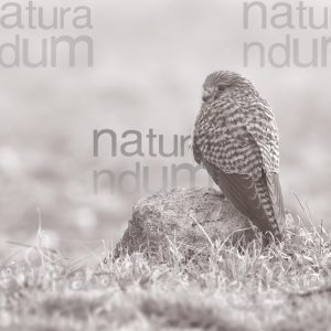 Photos of Common Kestrel (Falco tinnunculus)