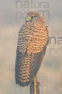 Foto di Gheppio (Falco tinnunculus)