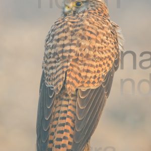 Foto di Gheppio (Falco tinnunculus)