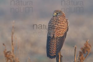 Foto di Gheppio (Falco tinnunculus)