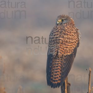 Foto di Gheppio (Falco tinnunculus)