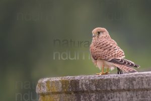 Foto di Gheppio (Falco tinnunculus)