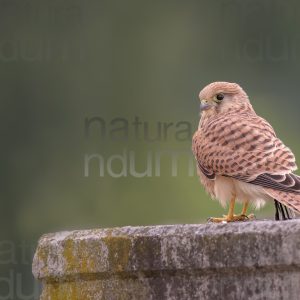 Foto di Gheppio (Falco tinnunculus)