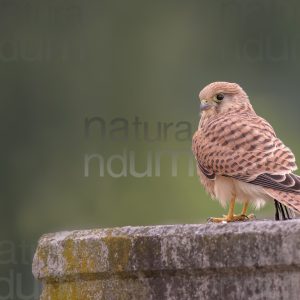 Photos of Common Kestrel (Falco tinnunculus)