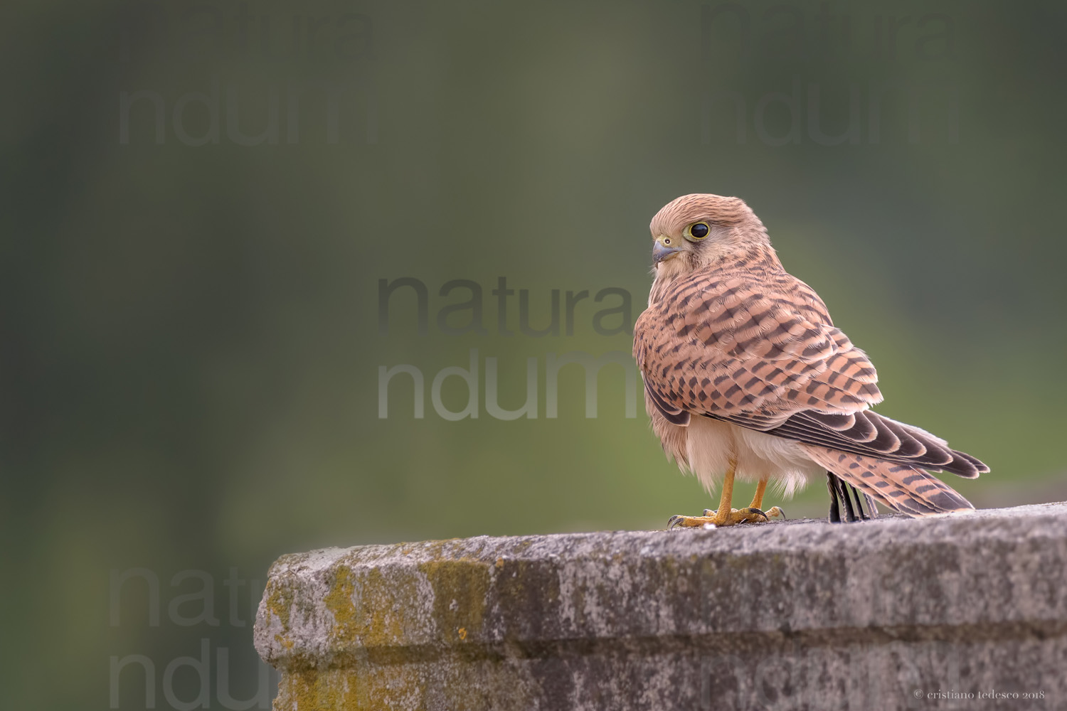 Photos of Common Kestrel (Falco tinnunculus)