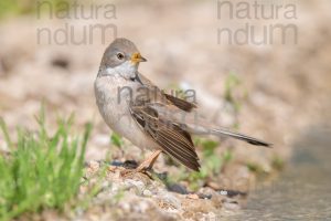 Photos of Common Whitethroat (Sylvia communis)