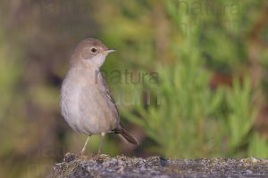 Photos of Common Whitethroat (Sylvia communis)