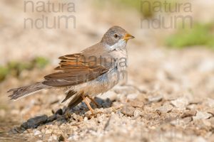 Foto di Sterpazzola (Sylvia communis)