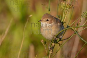 Photos of Common Whitethroat (Sylvia communis)