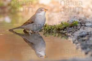 Photos of Common Whitethroat (Sylvia communis)