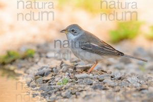 Photos of Common Whitethroat (Sylvia communis)