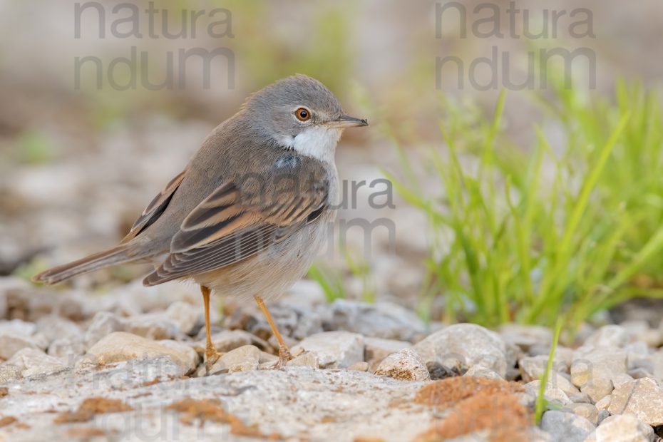 Photos of Common Whitethroat (Sylvia communis)