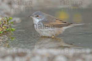 Photos of Common Whitethroat (Sylvia communis)