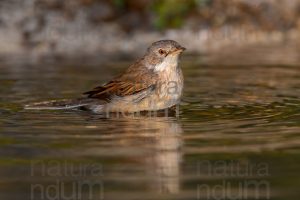 Photos of Common Whitethroat (Sylvia communis)