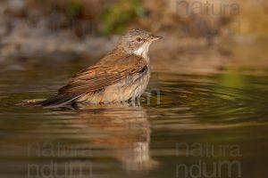 Photos of Common Whitethroat (Sylvia communis)