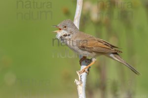 Photos of Common Whitethroat (Sylvia communis)
