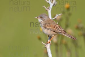 Photos of Common Whitethroat (Sylvia communis)