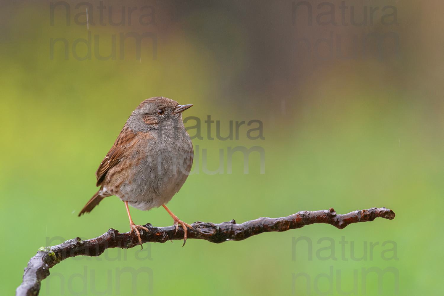 Foto di Passera scopaiola (Prunella modularis)