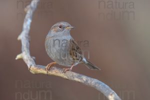 Foto di Passera scopaiola (Prunella modularis)