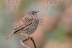 Foto di Passera scopaiola (Prunella modularis)