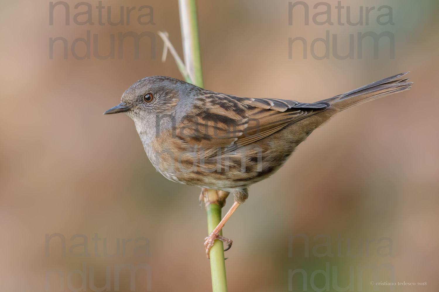 Foto di Passera scopaiola (Prunella modularis)