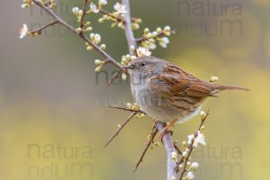 Foto di Passera scopaiola (Prunella modularis)