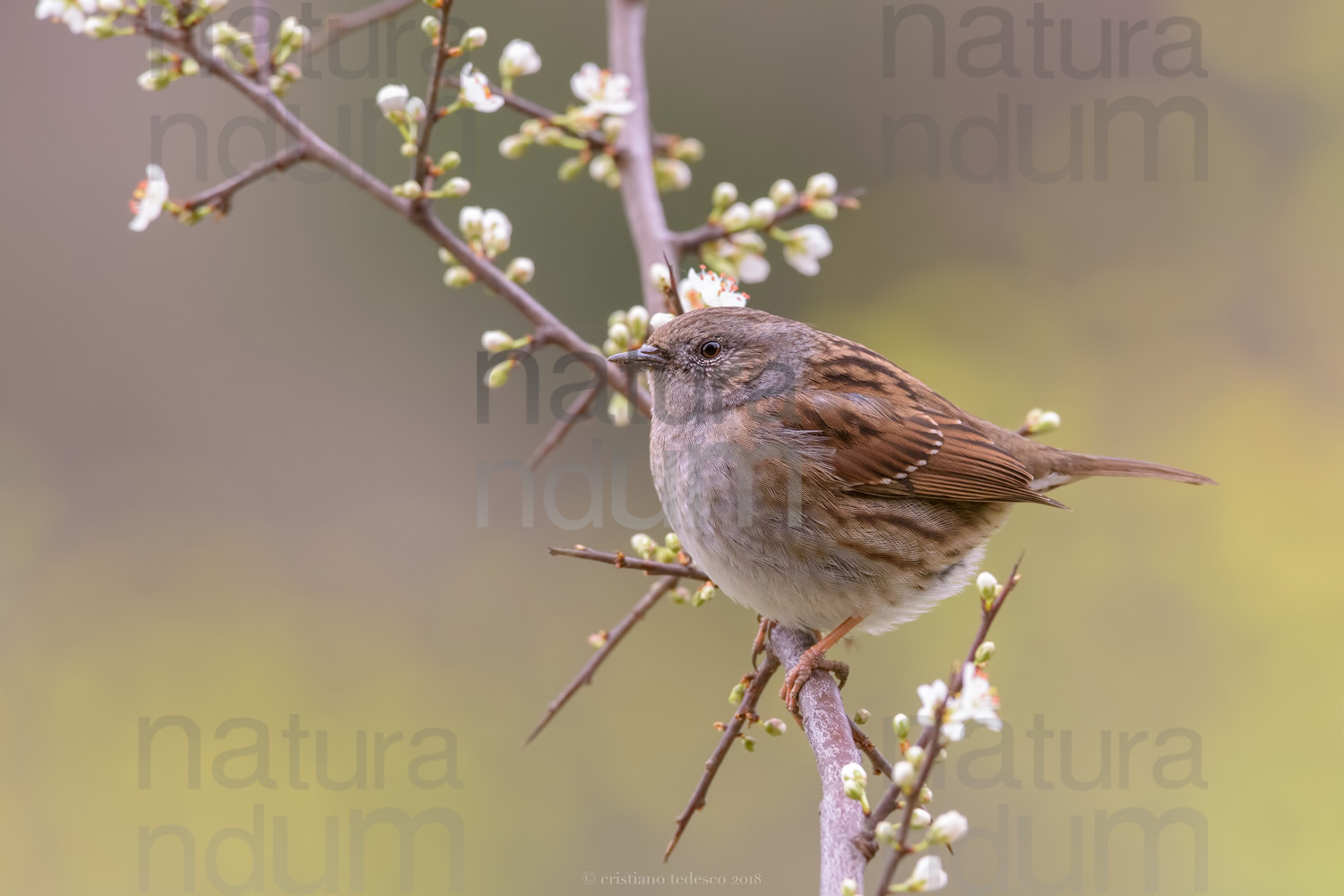 Foto di Passera scopaiola (Prunella modularis)